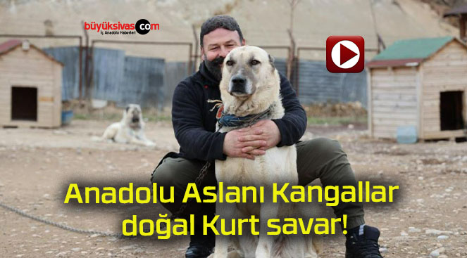 Anadolu Aslanı Kangallar doğal Kurt savar!