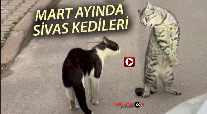 Sivas’ta iki kedinin görüntüleri viral oldu