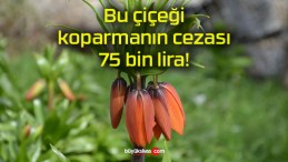 Bu çiçeği koparmanın cezası 75 bin lira!