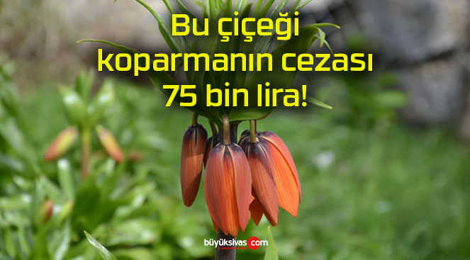 Bu çiçeği koparmanın cezası 75 bin lira!