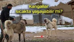 Kangallar sıcakta yaşayabilir mi?