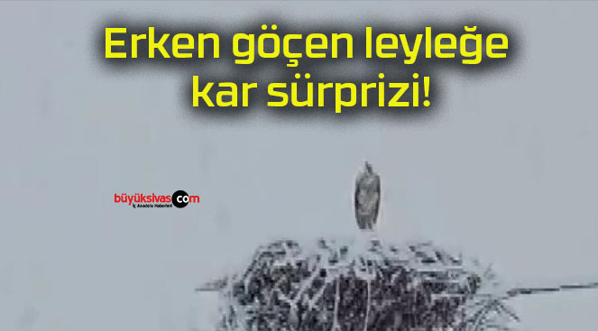 Erken göçen leyleğe kar sürprizi!