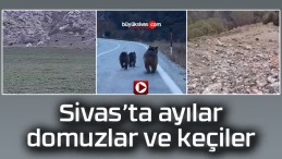 Sivas’ta ayılar, domuzlar ve keçiler kameralara yakalandı