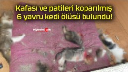 Kafası ve patileri koparılmış 6 yavru kedi ölüsü bulundu!