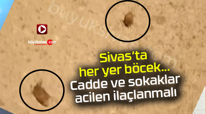 Sivas’ta böcekler çoğaldı… Belediyeden ilaçlama bekleniyor