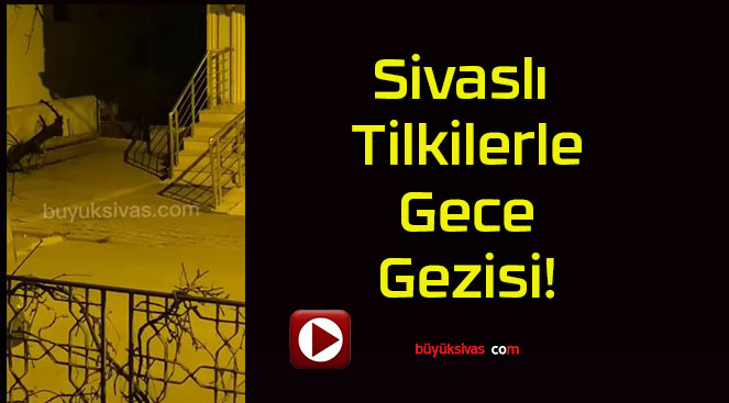 Sivaslı Tilkilerle Gece Gezisi!