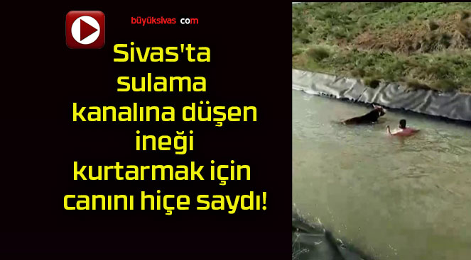 Sivas’ta sulama kanalına düşen ineği kurtarmak için canını hiçe saydı!