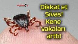 Dikkat et Sivas! Kene vakaları arttı!