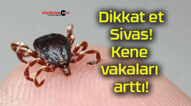 Dikkat et Sivas! Kene vakaları arttı!