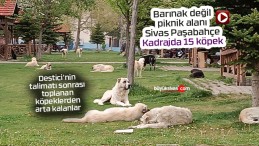 Sivas Paşafabrikası sokak köpeklerinden geçilmiyor…