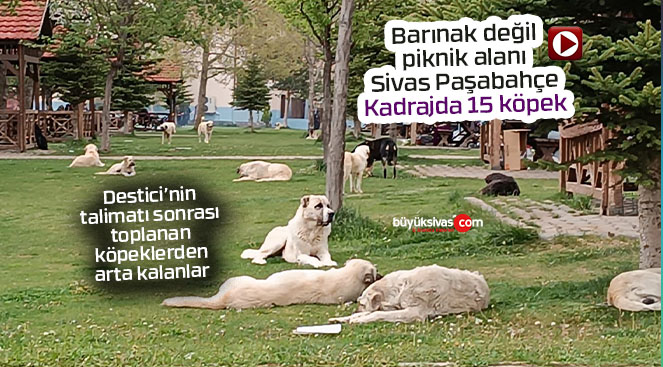 Sivas Paşafabrikası sokak köpeklerinden geçilmiyor…