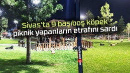 Sivas’ta 9 başıboş köpek piknik yapanların etrafını sardı