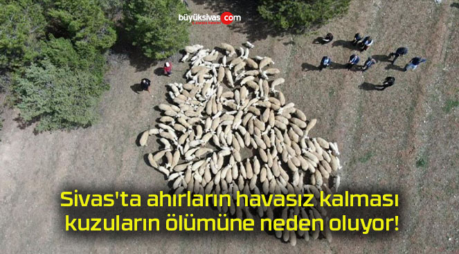 Sivas’ta ahırların havasız kalması kuzuların ölümüne neden oluyor!