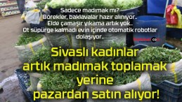 Sivaslı kadınlar artık madımak toplamak yerine pazardan satın alıyor!