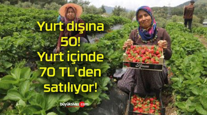 Yurt dışına 50! Yurt içinde 70 TL’den satılıyor!