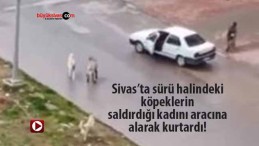 Sivas’ta sürü halindeki başıboş köpekler kadına saldırdı