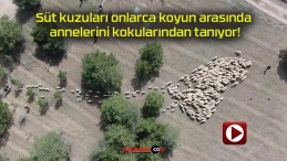 Süt kuzuları onlarca koyun arasında annelerini kokularından tanıyor!