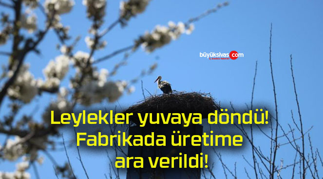 Leylekler yuvaya döndü! Fabrikada üretime ara verildi!