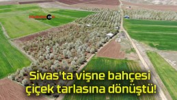 Sivas’ta vişne bahçesi çiçek tarlasına dönüştü!