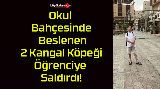 Okul Bahçesinde Beslenen 2 Kangal Köpeği Öğrenciye Saldırdı!