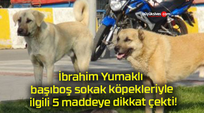 İbrahim Yumaklı başıboş sokak köpekleriyle ilgili 5 maddeye dikkat çekti!