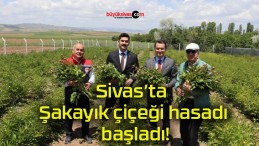 Sivas’ta Şakayık çiçeği hasadı başladı!