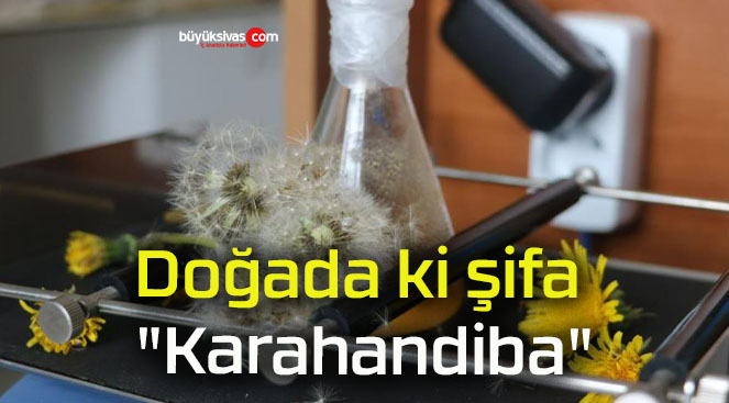 Doğada ki şifa “Karahandiba”