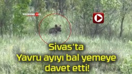 Yavru ayıyı bal yemeye davet etti!