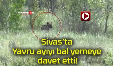 Yavru ayıyı bal yemeye davet etti!