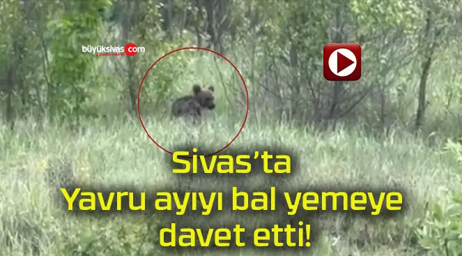 Yavru ayıyı bal yemeye davet etti!