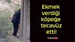 Ekmek verdiği köpeğe tecavüz etti!