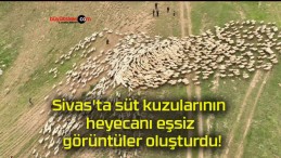 Sivas’ta süt kuzularının heyecanı eşsiz görüntüler oluşturdu!