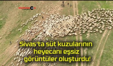 Sivas’ta süt kuzularının heyecanı eşsiz görüntüler oluşturdu!