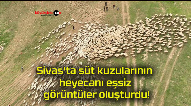 Sivas’ta süt kuzularının heyecanı eşsiz görüntüler oluşturdu!