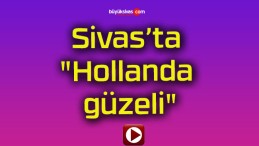 Sivas’ta “Hollanda güzeli”