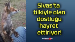 Sivas’ta tilkiyle olan dostluğu hayret ettiriyor!