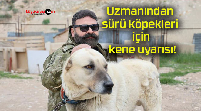 Uzmanından sürü köpekleri için kene uyarısı!