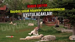 Başıboş sokak köpekleri sahiplenilmezse UYUTULACAK!