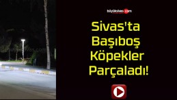 Sivas’ta Başıboş Köpekler Parçaladı!