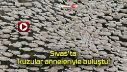 Sivas’ta kuzular anneleriyle buluştu!