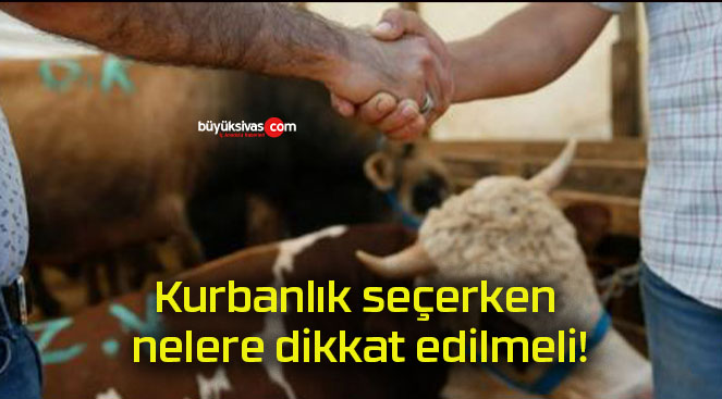 Kurbanlık seçerken nelere dikkat edilmeli!