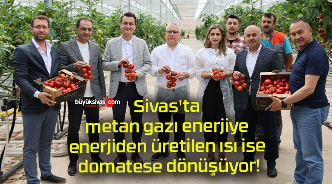 Sivas’ta metan gazı enerjiye enerjiden üretilen ısı ise domatese dönüşüyor!