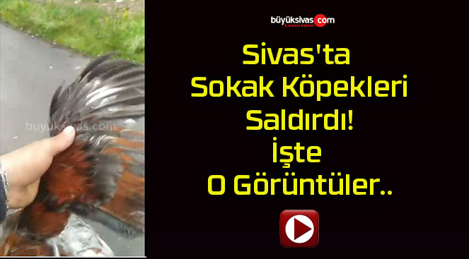 Sivas’ta Sokak Köpekleri Saldırdı! İşte O Görüntüler..