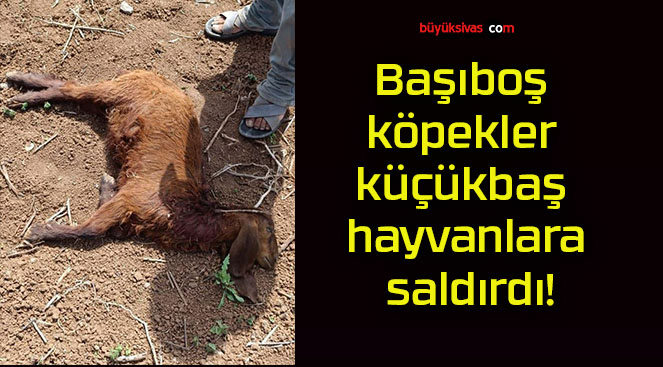 Başıboş köpekler küçükbaş hayvanlara saldırdı!