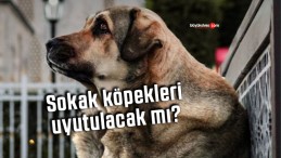 Sokak köpekleri yasası 2024 – Başıboş sokak köpekleri uyutulacak mı?