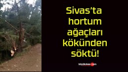 Sivas’ta hortum ağaçları kökünden söktü!