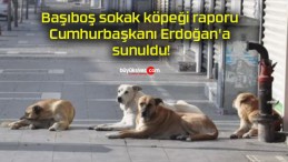 Başıboş sokak köpeği raporu Cumhurbaşkanı Erdoğan’a sunuldu!