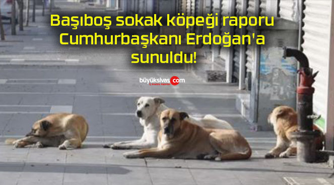 Başıboş sokak köpeği raporu Cumhurbaşkanı Erdoğan’a sunuldu!