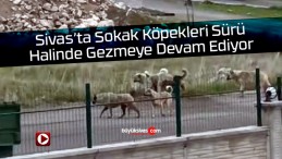 Sivas’ta sokak köpekleri vatandaşı korkutmaya devam ediyor