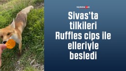 Sivas’ta tilkileri Ruffles cips ile elleriyle besledi…